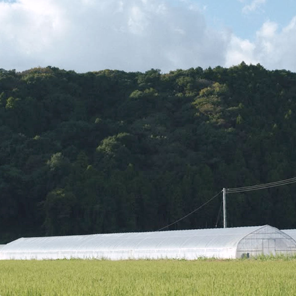 Anhay Farms Single