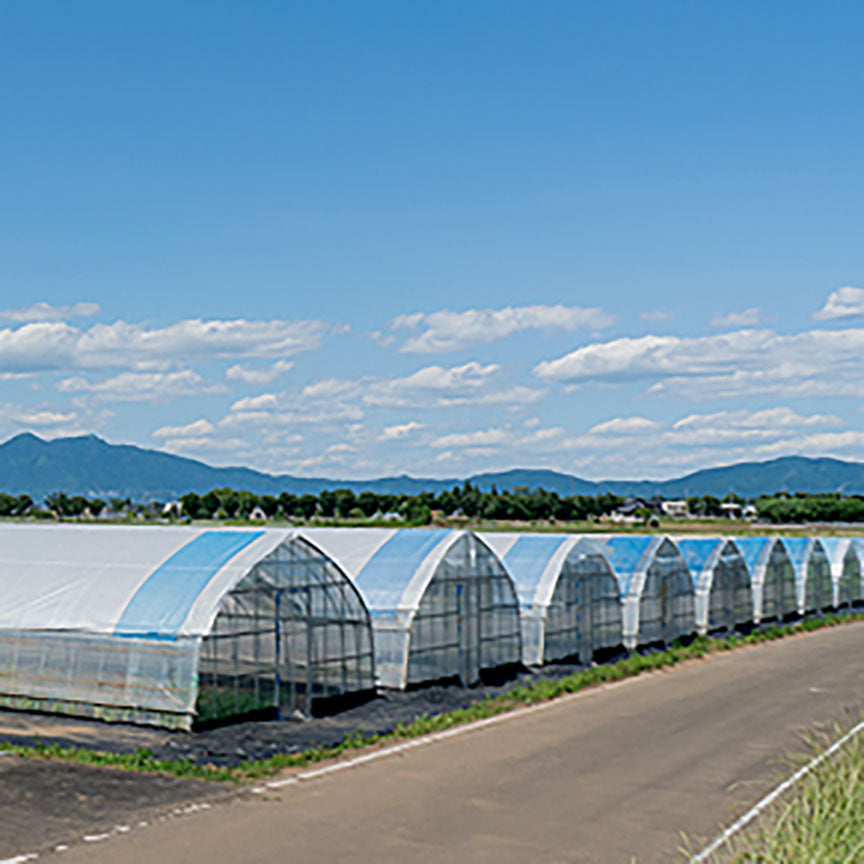 Fusichan Farms Single