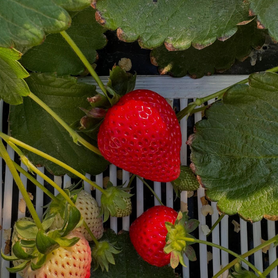 Yajima Farms Single