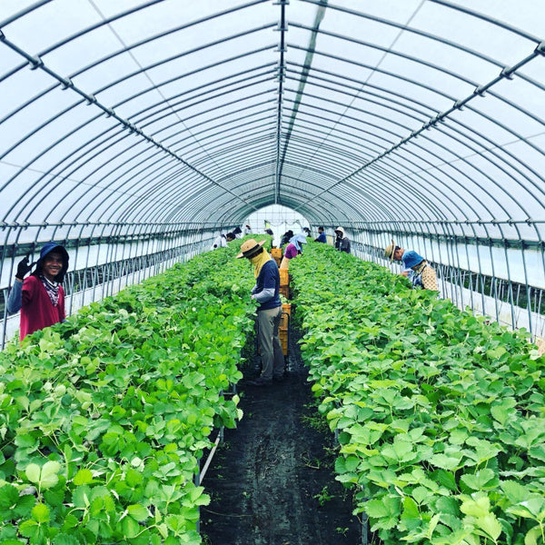 Yajima Farms Box
